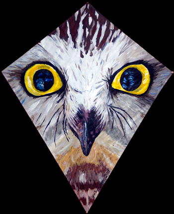 Saw-Whet Owl Kite
